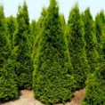 Thuja occidentalis "Smaragd" - tuja západná